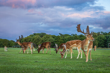 Dublin, Ireland - July 12 2023 - 