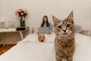 A little Maine Coon kitten is standing on the bed and looking into the camera. A cat on a blurred background of a girl with a laptop lying on the bed.
