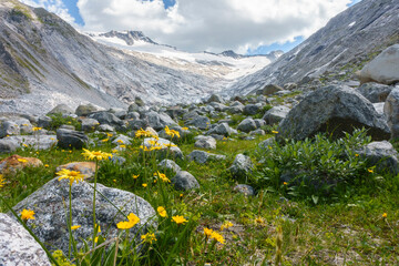 Gebirgsblumen am Fuß eines Gletschers