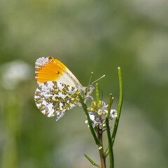 Male Orange Tip on white flower
