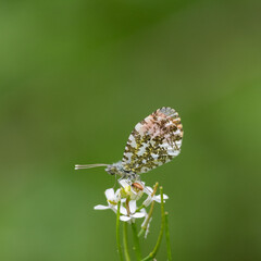 Orange tip with diffused green background 