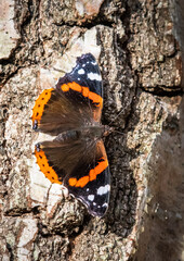 Fototapeta na wymiar Red Admiral warming on stone with open wings