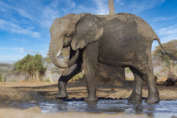 Fototapeta premium elephant at chobe national park, Botswana