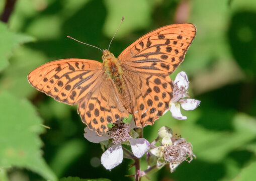 tatty Silver washed  fritillary butterfly with wings spread
