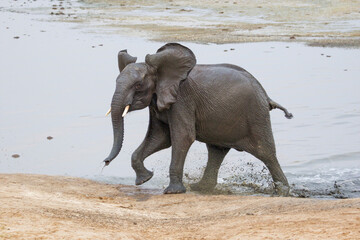 Elephants at Hwange national Park, Zimbabwe