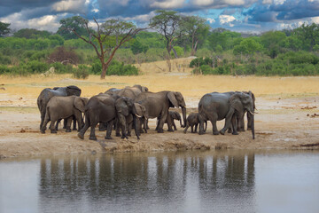 Fototapeta na wymiar Elephants at Hwange national Parl, Zimbabwe