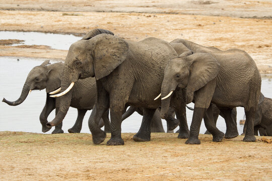 Elephants at Hwange national Park, Zimbabwe