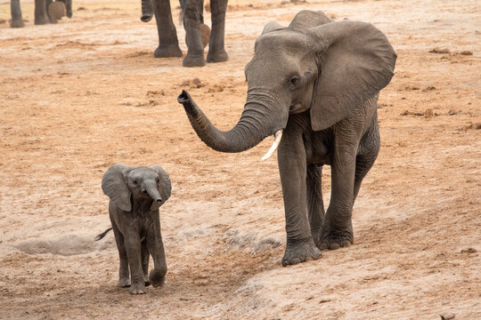 Elephants at Hwange national Park, Zimbabwe