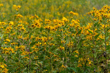 Hairy Sunflowers Growing WIld In The Field In Wisconsin