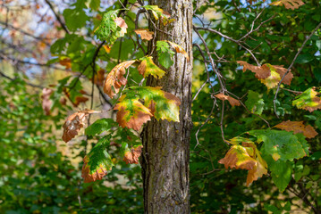 Dying Oak Leaves On The Tree Turning Colors In Fall