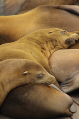 Sleeping Sea Lions