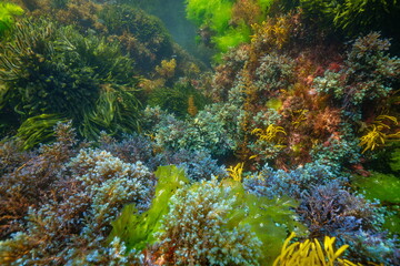 Various colorful algae underwater in the Atlantic ocean, natural scene, Spain, Galicia, Rias Baixas