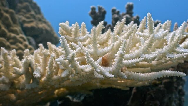 Static close up underwater shot of bleached corals