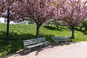 Beautiful Pink Flowering Trees and Empty Benches during Spring at Rainey Park in Astoria Queens New York