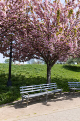 Beautiful Pink Flowering Trees and Empty Benches during Spring at Rainey Park in Astoria Queens New York