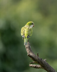 portrait of a green parrot on a branch