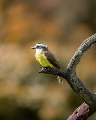 portrait of a great kiskadee bird on a branch