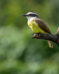 portrait of a great kiskadee bird on a branch