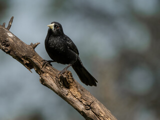 portrait of a black bird on a branch