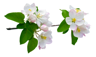 The apple tree is in blossom. Close-up. Isolated On transparent without shadow. PNG. Nature in spring. Blooming apple tree.