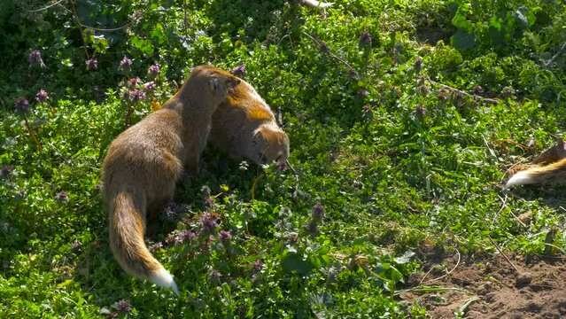 Meerkats search in green grass. Nice meerkats search something in the green grass in the sunny zoo.