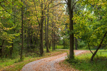 Fototapeta na wymiar A Beautiful And Colorful Path Through The Woods On A Fall Day