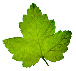 Young green currant leaves, isolated on transparent without shadow. PNG. Alternative medicine. herbal medicine.