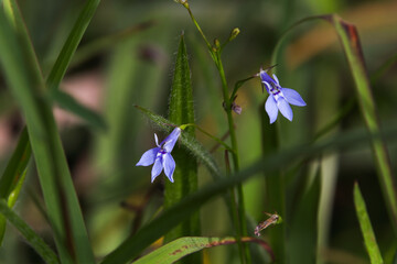 Lilac Lobelia Flowers In Grass Meadow (Lobelia kirkii) © JJ van Ginkel