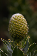 Yellow Bird Pincushion Flower Bud Close-up (Leucospermum cordifolium)