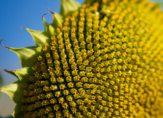 macro of blooming yellow sunflower