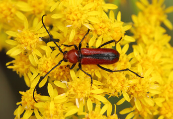 Sutured Long-horned Beetle (Batyle suturalis) eating pollen from the yellow flowers of a goldenrod plant. Yellow grains of pollen can be seen on the beetle's exoskeleton.