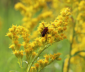 Mating pair of Sutured Long-horned Beetles (Batyle suturalis) among yellow goldenrod (Solidago) flowers. 
