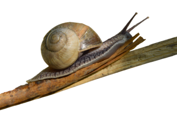 garden snail. Isolated On transparent without shadow. PNG. Close-up. Gardening and wildlife.
