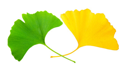 Yellow and green ginkgo leaves