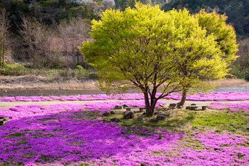 Pink shibazakura (Moss Phlox) at Tachiya River Park, Yamagata, Japan