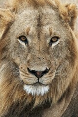 Obraz premium portrait of a lion