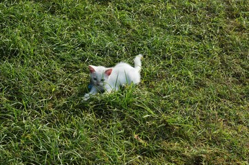 little white cat