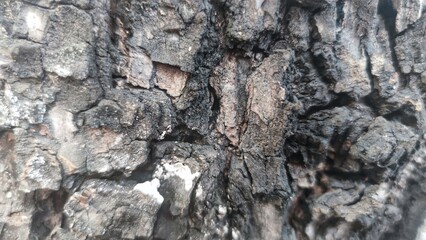The bark of a tree is burnt