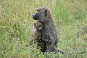 baboon with snuggling baby