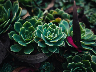 Green succulent