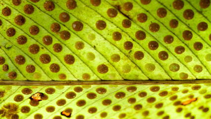 Macro de semillas de helecho gigante en bosque nuboso, Oxapampa, Perú.