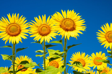 sunflower field and sky