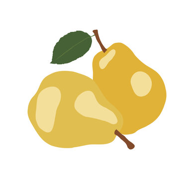 Hand drawn illustration of pear, a gourd-shaped and yellow fruit grown in Europe and America.