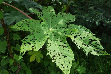 cassava leaf