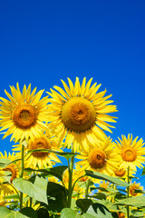 sunflowers in the field