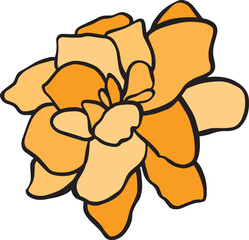 flower isolated on white