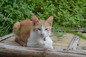 Naklejka na ściany i meble photo shoot of a cat with orange and white colors when the face is really cute