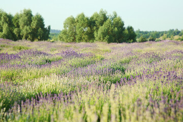 Fototapeta na wymiar Beautiful view of blooming lavender growing in field