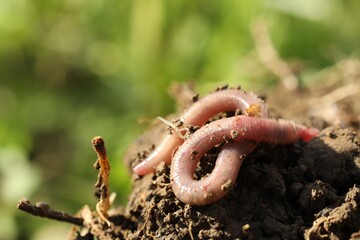 One worm crawling in wet soil on sunny day, closeup. Space for text