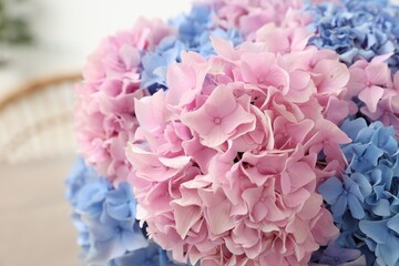 Beautiful light blue and pink hydrangea flowers, closeup